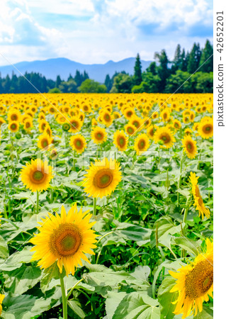 向日葵（海嘯向日葵廣場） 42652201