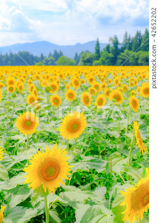 向日葵（海嘯向日葵廣場） 42652202