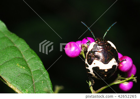 Red caterpillar bug (larva) 42652265