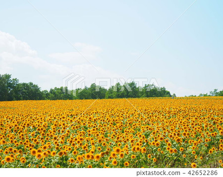 Himawari farm in Hokkaido 42652286