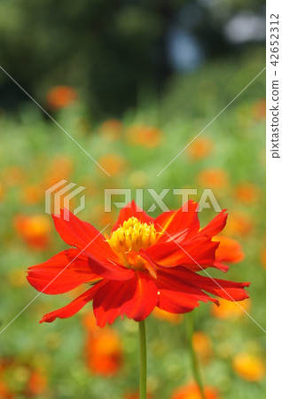 黃波斯菊 黃波斯菊 42652312