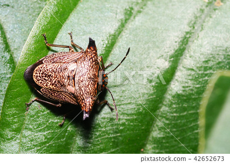 Bullfish Bullfish 42652673