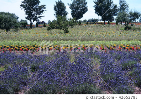 Land of Hills Hokkaido Biei-cho Land of Hills Hokkaido Biei-cho 42652783