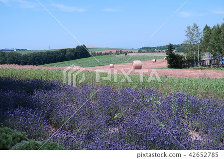 Sunny hills of fine weather 42652785