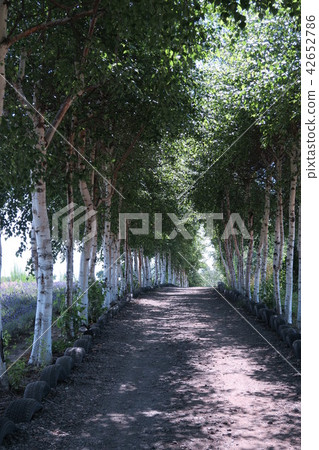 White birch tree lined tree hills 42652786