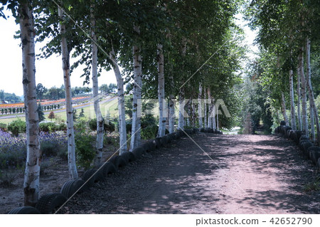 Bunching tree lined bunches of hills 42652790