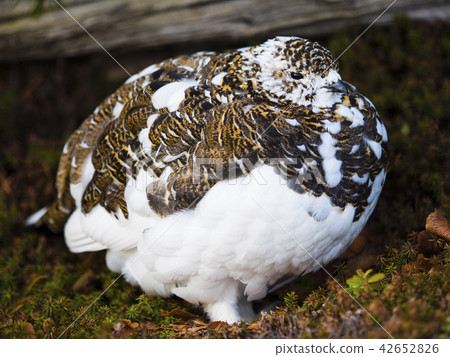 Spring Grouse female 42652826