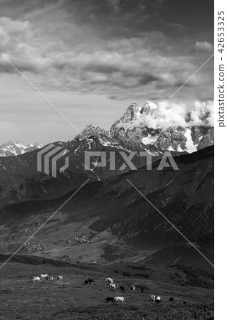 Landscape with snowy mountains and grazing cow 42653325