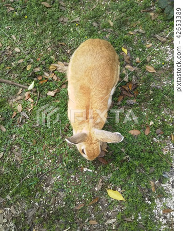 Rabbit Rabbit 42653389