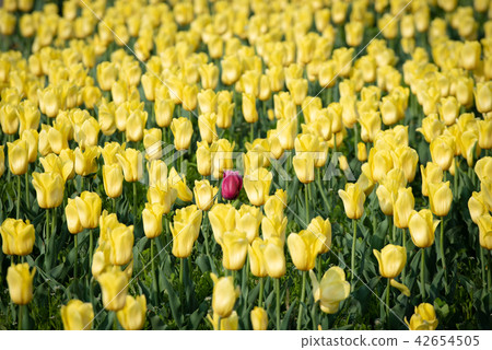 The appearance of the aristocratic tulip in the noor tulip 42654505