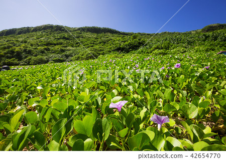 Gumba Hilgao 02 Gumba Hilgao 02 42654770