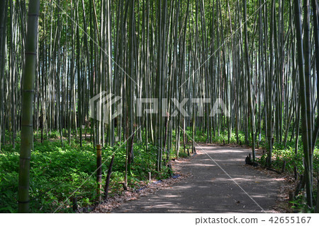 Walking path of bamboo forest -2 42655167