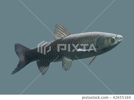 Fish carp on an isolated background Fish carp on an isolated background 42655169