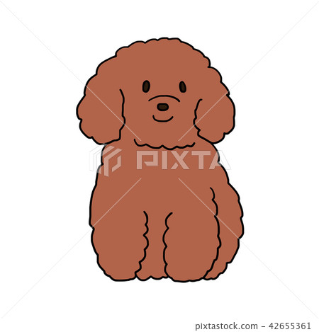 玩具貴賓犬 玩具貴賓犬 42655361
