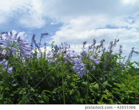 Blue sky and white clouds and Agapanthus blue flowers Blue sky and white clouds and Agapanthus blue flowers 42655366