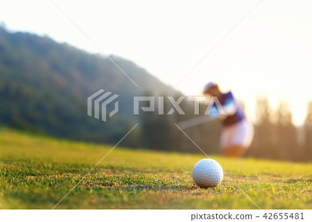 Golfer asian woman focus putting golf ball Golfer asian woman focus putting golf ball 42655481
