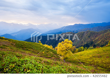 Autumn landscape with beautiful tree in the mountains Autumn landscape with beautiful tree in the mountains 42655482
