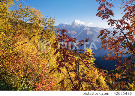 Autumn Landscape with birch forest and mountain range Autumn Landscape with birch forest and mountain range 42655486
