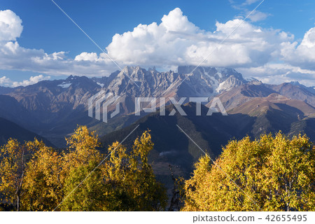 Autumn Landscape with birch forest and mountain peak Ushba Autumn Landscape with birch forest and mountain peak Ushba 42655495