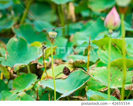 blooming lotus flower 42655554
