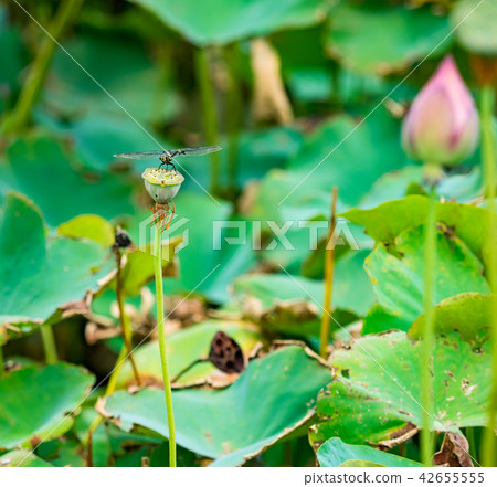 blooming lotus flower 42655555
