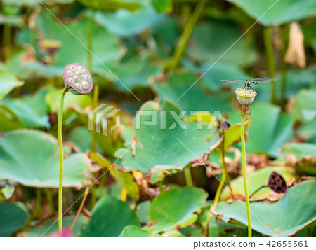 blooming lotus flower blooming lotus flower 42655561