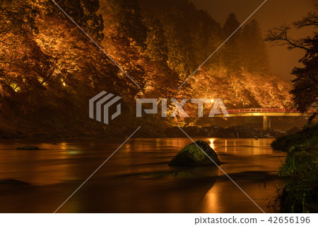 Aichi Prefecture Korohiroki leaves light up Aichi Prefecture Korohiroki leaves light up 42656196