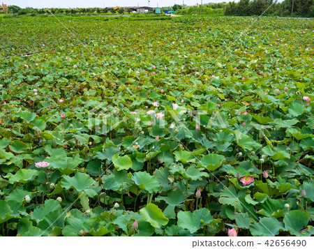 countryside in Taiwan countryside in Taiwan 42656490