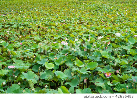 countryside in Taiwan 42656492