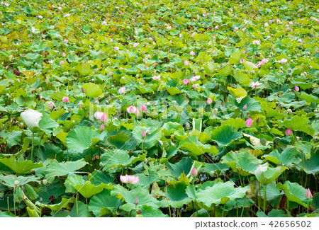 countryside in Taiwan countryside in Taiwan 42656502