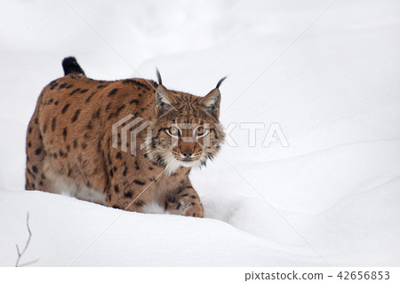 Close up full length Eurasian lynx in winter snow Close up full length Eurasian lynx in winter snow 42656853