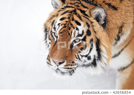 Close up portrait of Siberian tiger in winter snow Close up portrait of Siberian tiger in winter snow 42656854