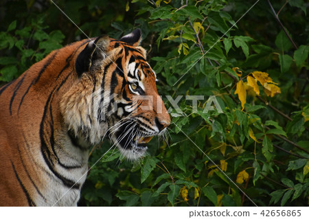Close up side portrait of Indochinese tiger 42656865