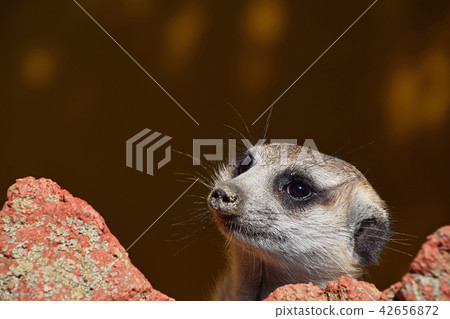 Close up portrait of meerkat looking away Close up portrait of meerkat looking away 42656872