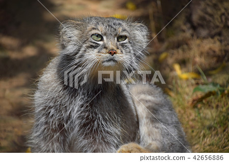 Close up portrait of manul Pallas cat Close up portrait of manul Pallas cat 42656886