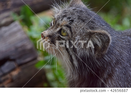 Close up side profile portrait of manul Pallas cat Close up side profile portrait of manul Pallas cat 42656887