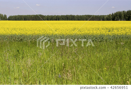 Field with growing rapeseed for diesel fuel 42656951