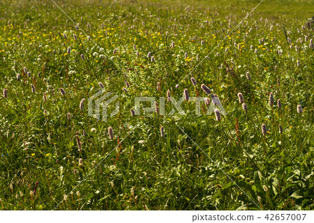 alpine meadow motley grass.. alpine meadow motley grass.. 42657007