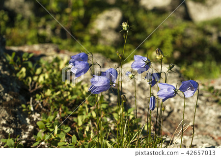 purple bellflowers purple bellflowers 42657013