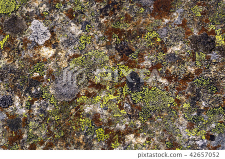 background, texture - multicolored lichen on stone 42657052