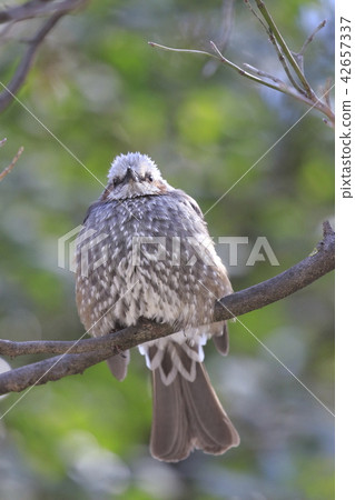 Bulbul on the tree Bulbul on the tree 42657337
