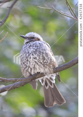 Bulbul on the tree Bulbul on the tree 42657338