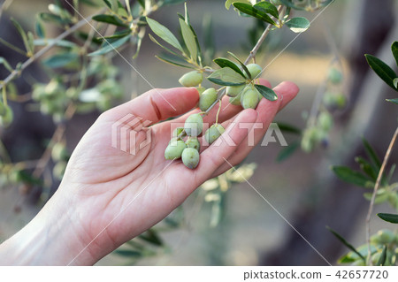 Hand holding a branch of olives 42657720