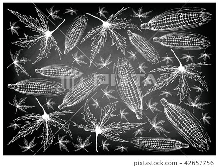 Autumn Sweet Corns and Maple Leaves on Chalkboard Autumn Sweet Corns and Maple Leaves on Chalkboard 42657756