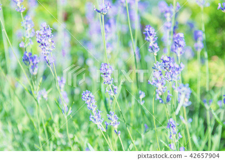 Lavender violet flowers on field 42657904