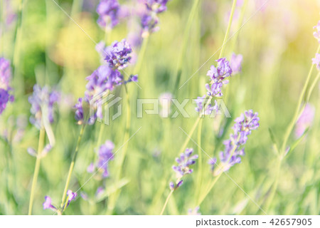 Lavender violet flowers on field 42657905