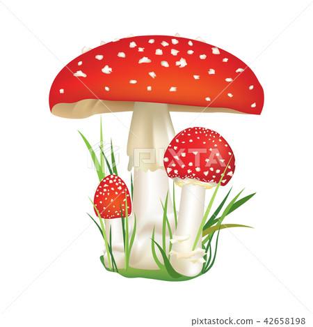 Red poison Death-cup mushroom. Dangerous Food. Red poison Death-cup mushroom. Dangerous Food. 42658198