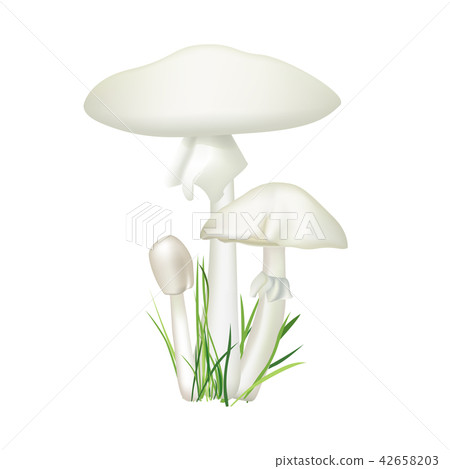 Toadstool. Death-cup mushroom. Amanita phalloides. 42658203