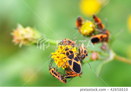 永井先生 照片素材 圖片 圖庫
