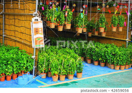 7月淺草35淺草寺皇冠城 42659056